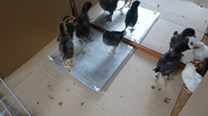 výhřevná deska pro kuřata