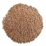 Pšenice krmná 25 kg