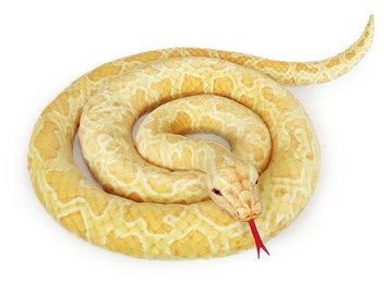 Plyšový had    krajta zlatá 300 cm