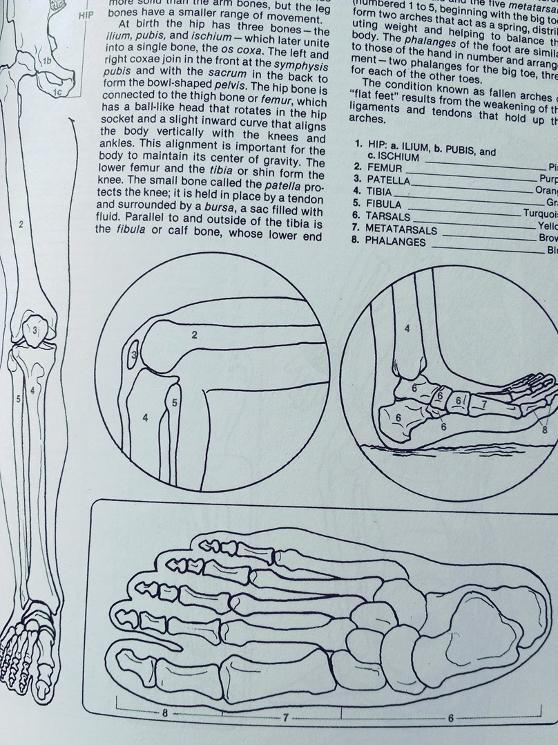 Human Anatomy Colouring Book, Margaret Matt Krajinaomalovanek.cz