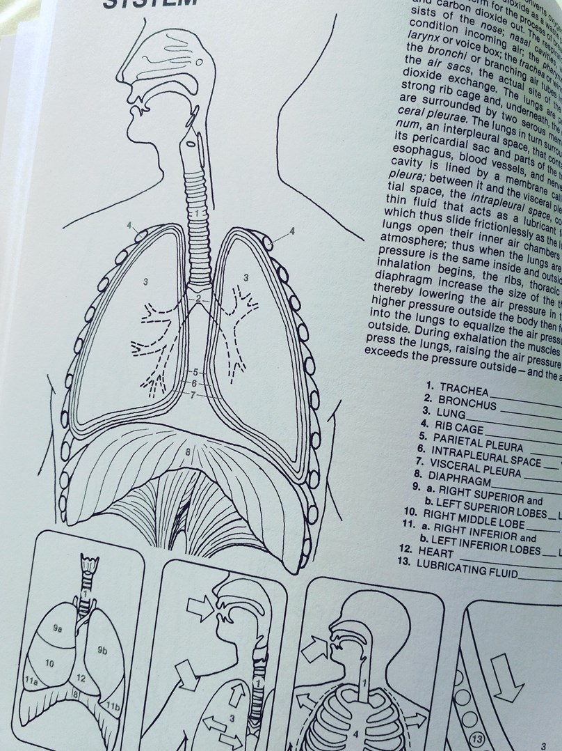 Human Anatomy Colouring Book, Margaret Matt Krajinaomalovanek.cz