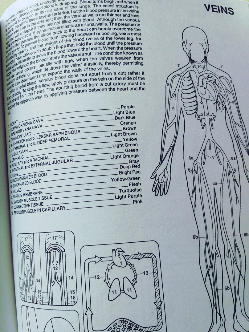 Human Anatomy Colouring Book, Margaret Matt Krajinaomalovanek.cz